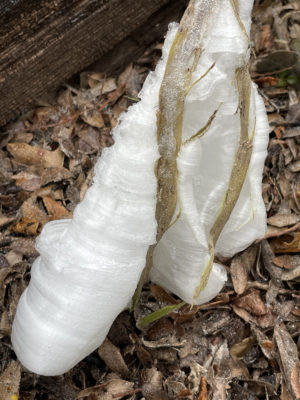A frozen frost weed that has produced a frost flower of ice crystals.