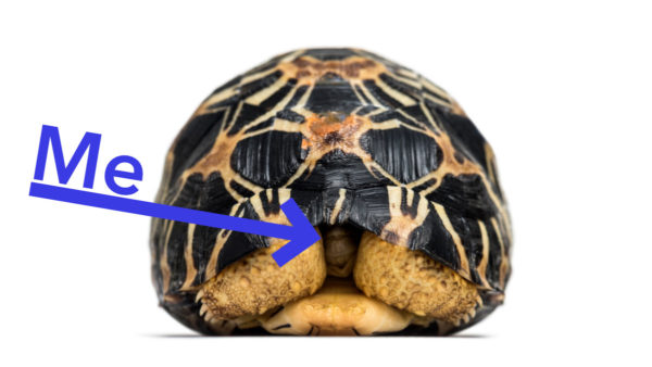 A turtle hiding in its shell with an arrow point it to labeled "me."