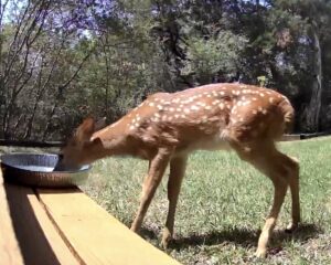 A fawn drinking from a water bowl.