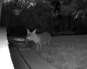 A night-vision picture of a coyote drinking from a water bowl.