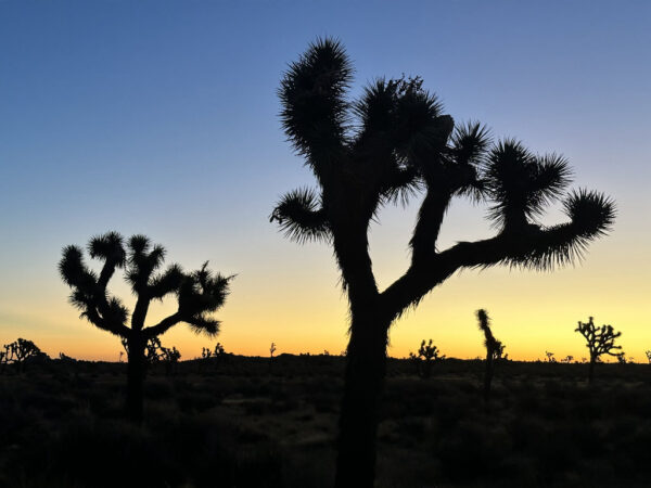 A silhouetted joshua tree at dawn.