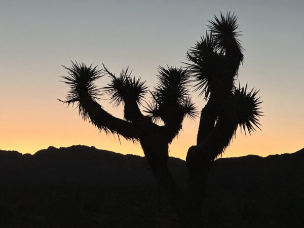 A silhouetted joshua tree at sunset.