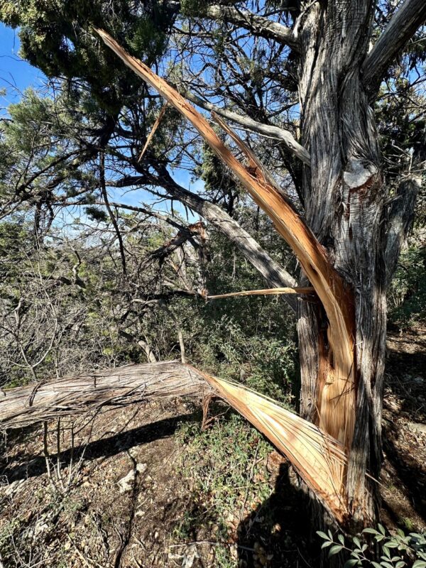 A cedar tree with a large branch split away from the trunk, with more damaged trees in the background
