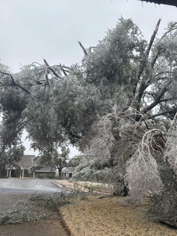 A huge live oak tree drooping under the weight of the ice, with many broken branches