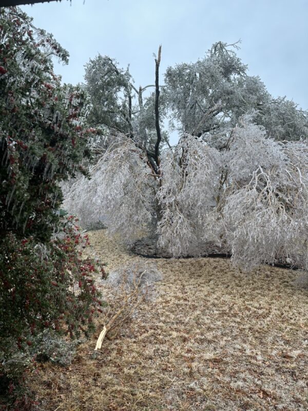 Crepe myrtle trees nearly touching the ground under the weight of the ice