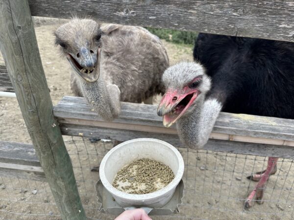 A male and female ostrich eating feed out of a bowl bolted to a dustpan