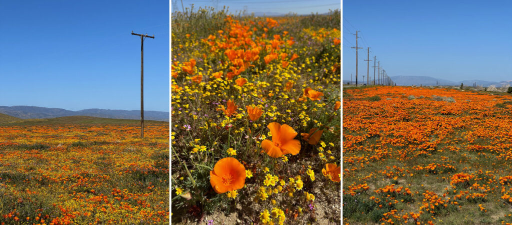 A collage of three pictures featuring bright orange poppy flowers, along with smaller yellow flowers, blue skies, and wooden power poles